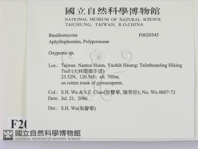 銳孔菌屬藏品圖，第2張