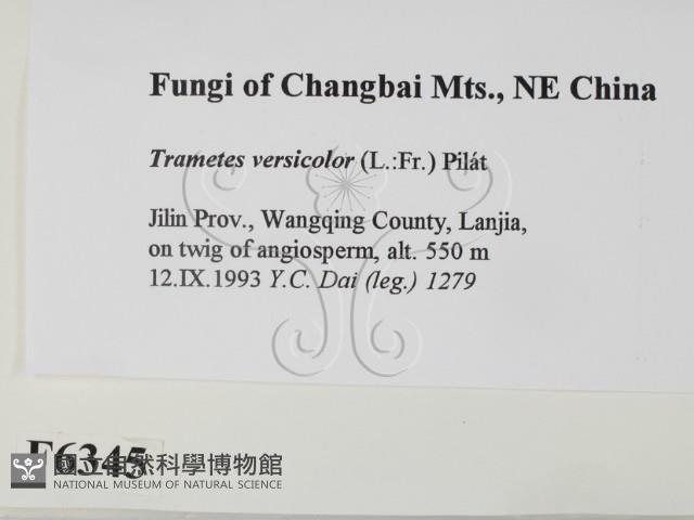 雲芝藏品圖，第2張