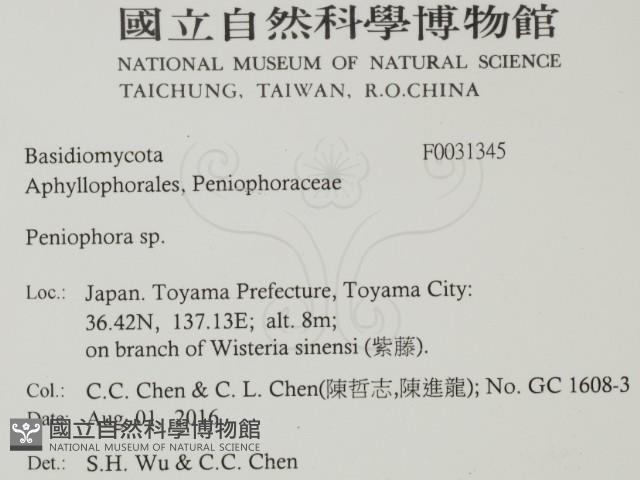 筍殼菌屬藏品圖，第2張