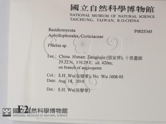 射脈菌屬藏品圖，第2張