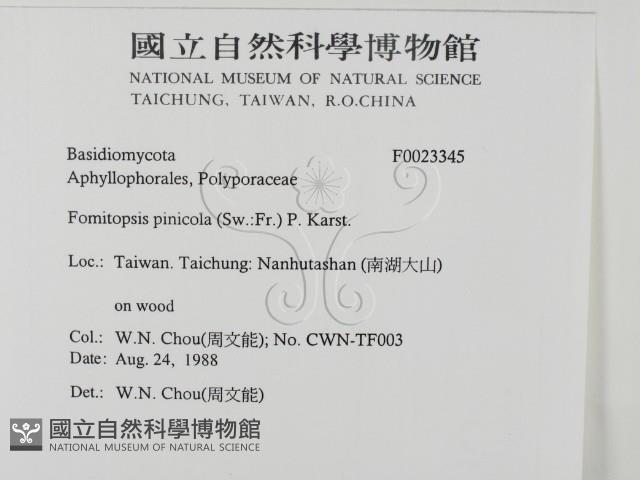 松生擬層孔菌藏品圖，第2張