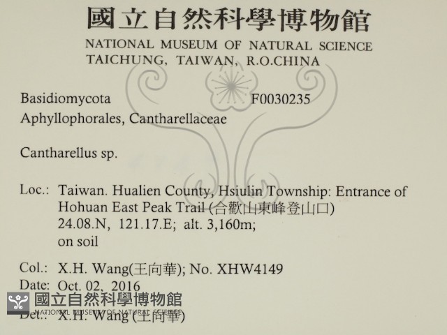 雞油菌屬藏品圖，第2張
