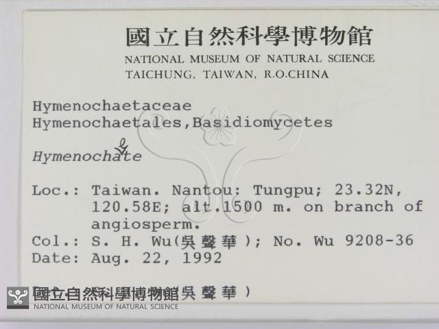 刺革菌屬藏品圖，第2張