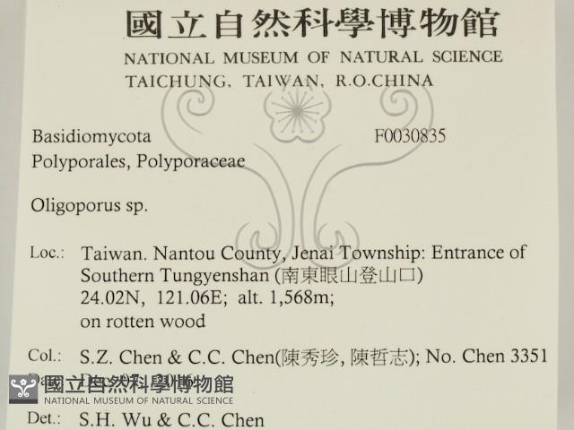 寡孔菌屬藏品圖，第2張