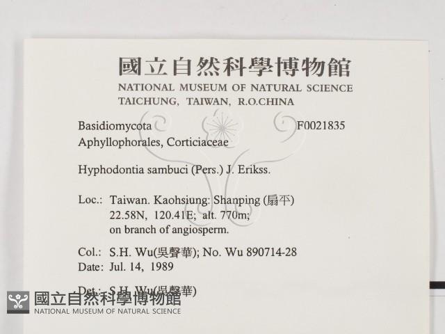 冇骨消絲齒菌藏品圖，第2張