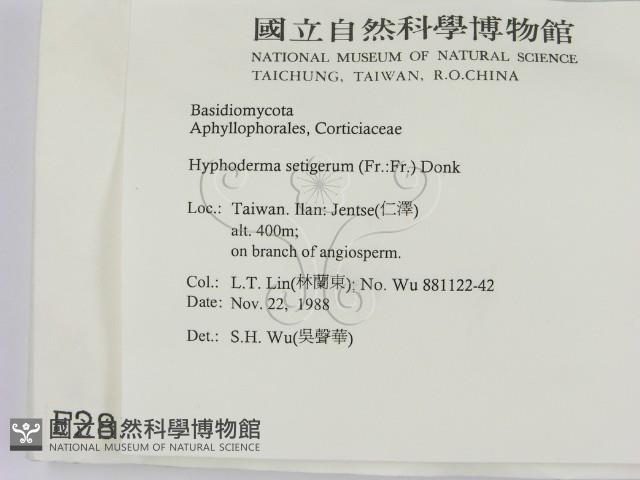 剛毛絲皮菌藏品圖，第2張