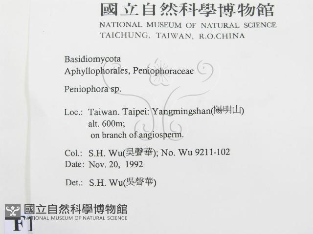 筍殼菌屬藏品圖，第2張