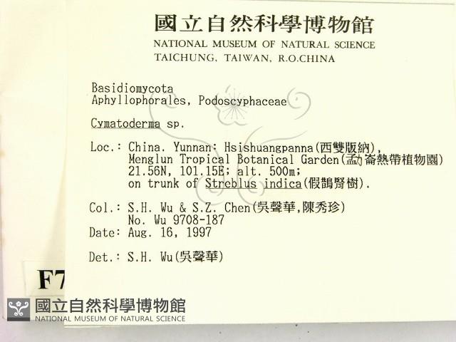 波邊革菌屬藏品圖，第2張