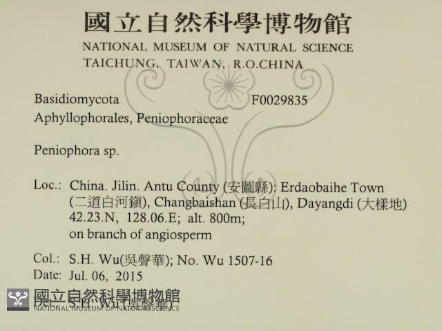筍殼菌屬藏品圖，第2張