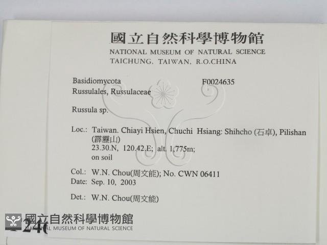 紅菇屬藏品圖，第2張
