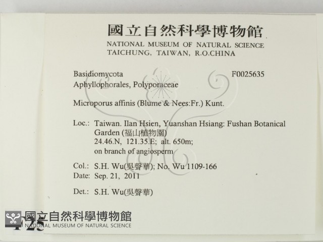 相鄰小孔菌藏品圖，第2張