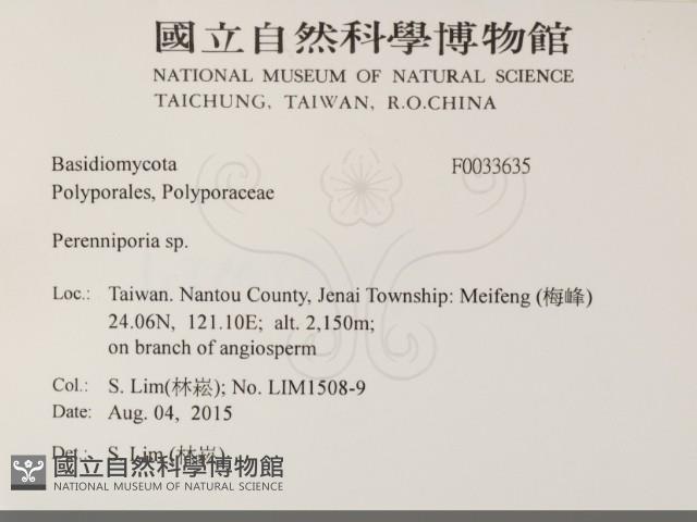 多年臥孔菌屬藏品圖，第2張