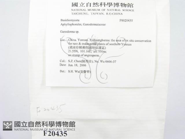 靈芝屬藏品圖，第2張
