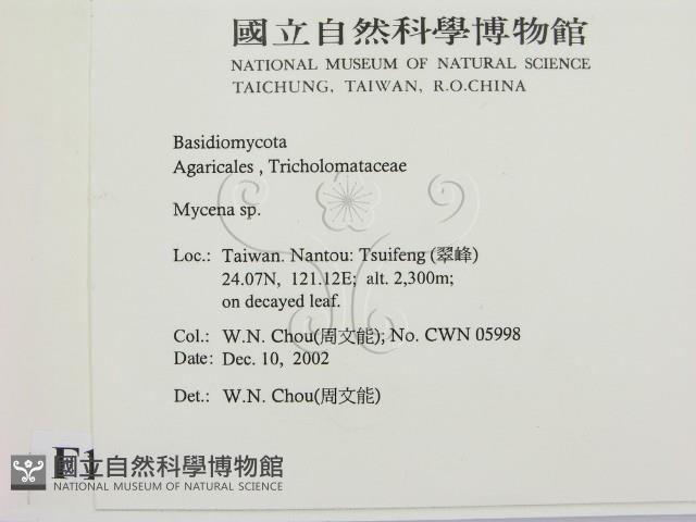 小菇屬藏品圖，第2張