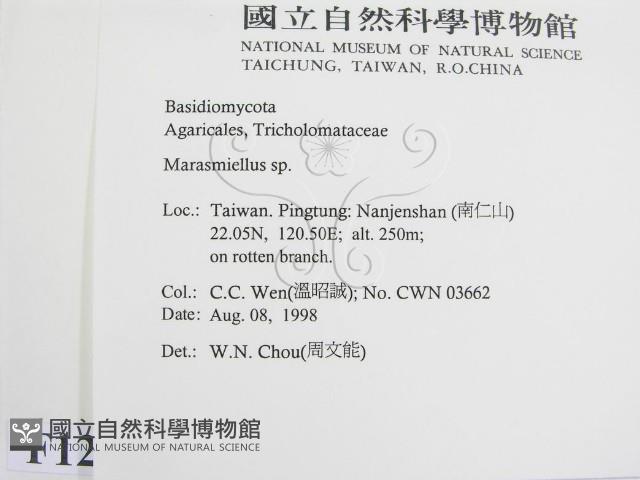 微皮傘屬藏品圖，第2張