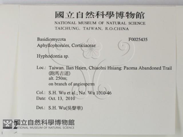 絲齒菌屬藏品圖，第2張