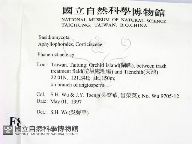 顯絲菌屬藏品圖，第2張