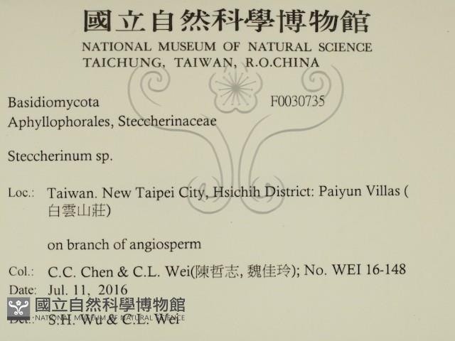 齒耳菌屬藏品圖，第2張