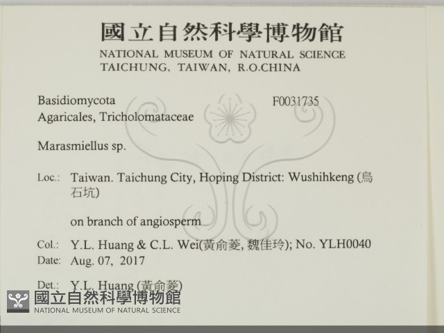 微皮傘屬藏品圖，第2張