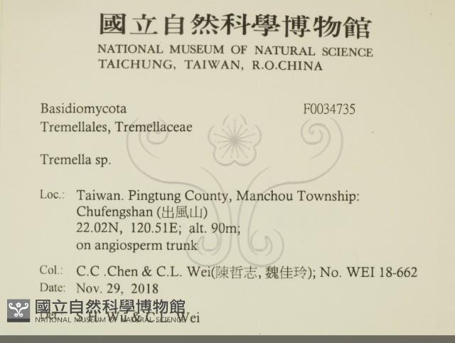 銀耳屬藏品圖，第2張