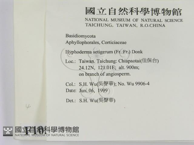 剛毛絲皮菌藏品圖，第2張