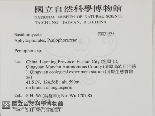 筍殼菌屬藏品圖，第2張
