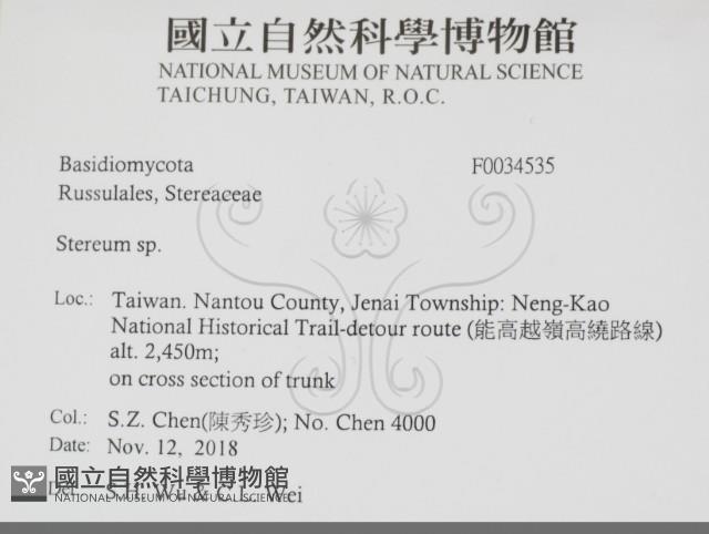 韌革菌屬藏品圖，第2張