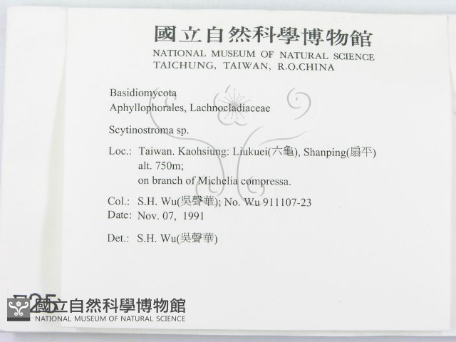 革墊菌屬藏品圖，第2張