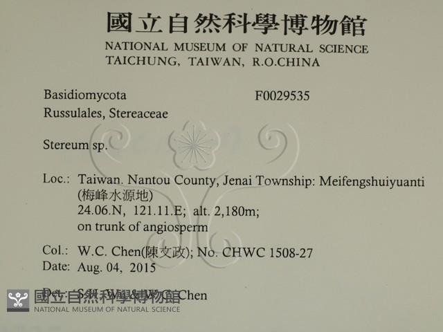 韌革菌屬藏品圖，第2張