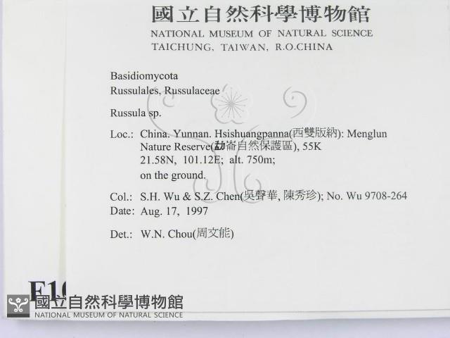 紅菇屬藏品圖，第2張
