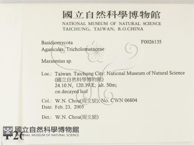 小皮傘屬藏品圖，第2張