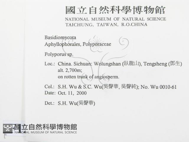 多孔菌屬藏品圖，第2張
