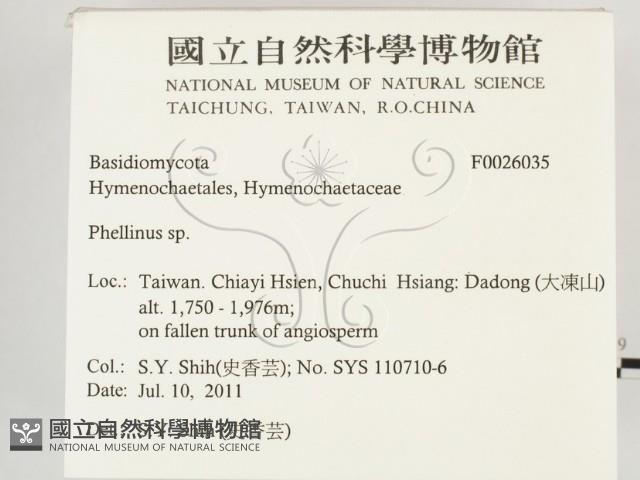 木層孔菌屬藏品圖，第2張