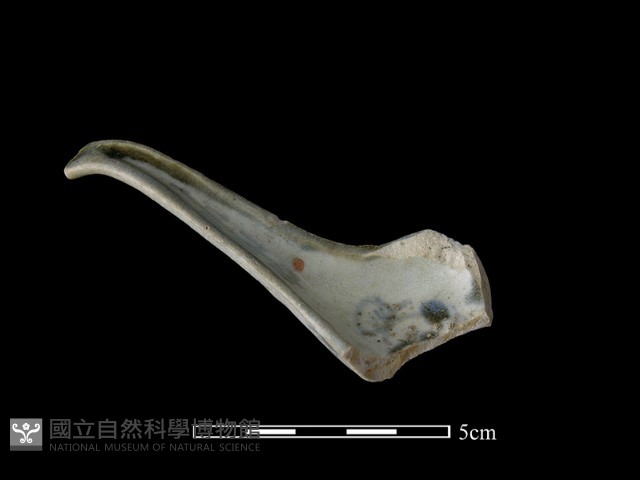 湯匙藏品圖，第1張