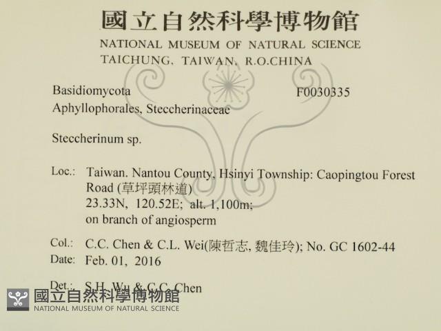 齒耳菌屬藏品圖，第2張