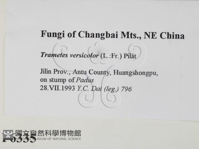 雲芝藏品圖，第2張