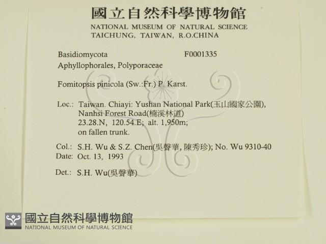 松生擬層孔菌藏品圖，第2張