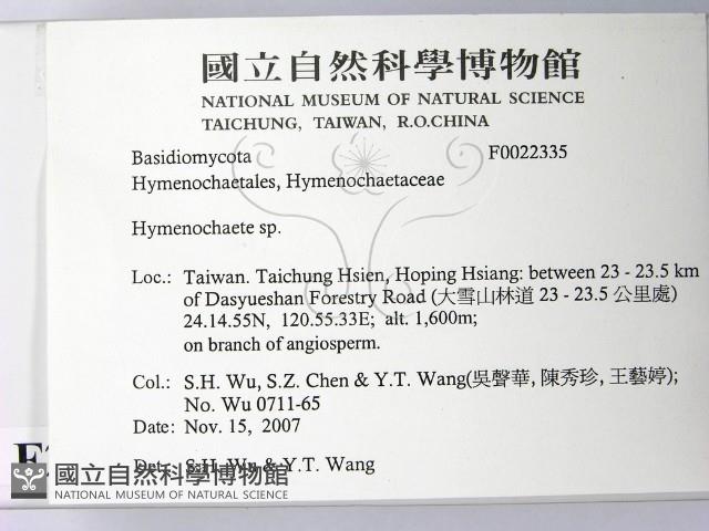 刺革菌屬藏品圖，第2張