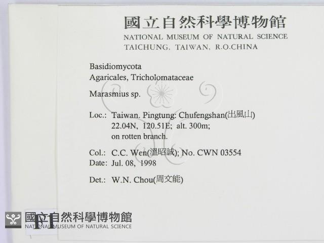 小皮傘屬藏品圖，第2張