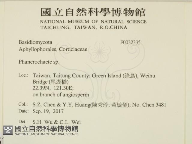 顯絲菌屬藏品圖，第2張