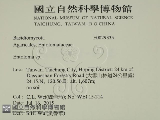 粉褶菌屬藏品圖，第2張
