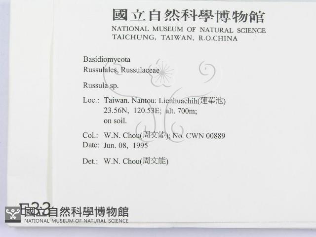 紅菇屬藏品圖，第2張