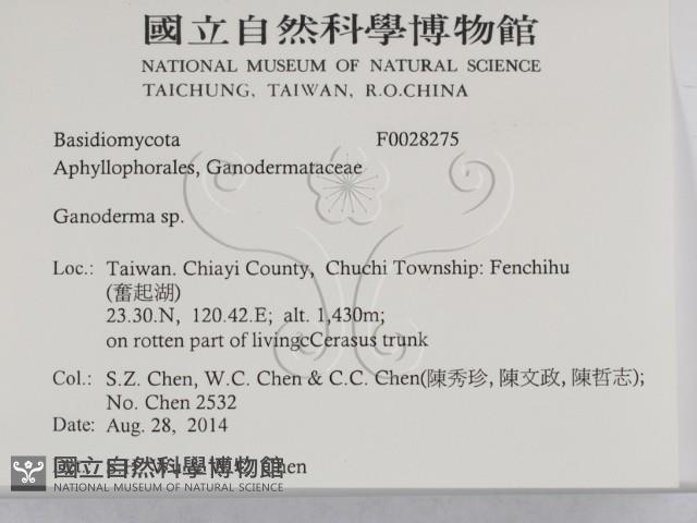 靈芝屬藏品圖，第2張