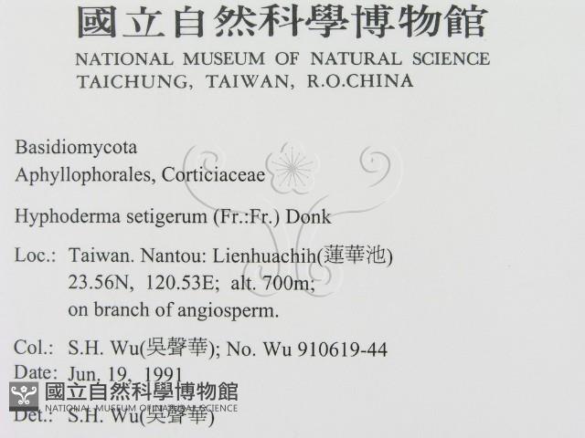 剛毛絲皮菌藏品圖，第2張