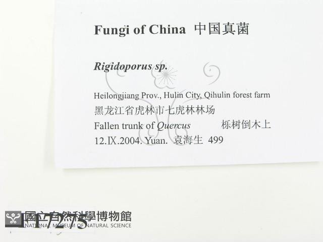 硬孔菌屬藏品圖，第2張