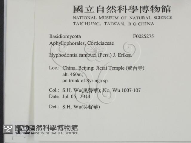 冇骨消絲齒菌藏品圖，第2張