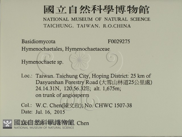 刺革菌屬藏品圖，第2張