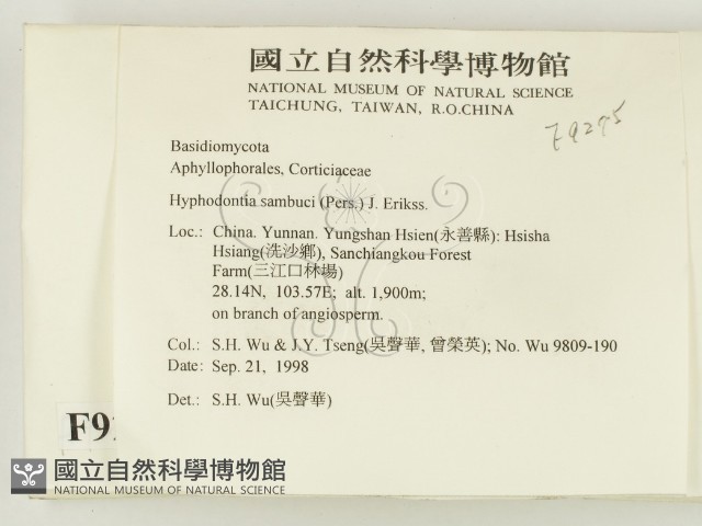 冇骨消絲齒菌藏品圖，第2張