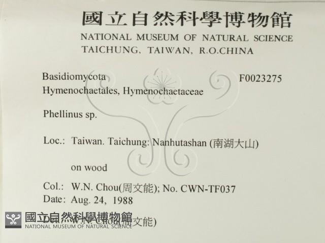 木層孔菌屬藏品圖，第2張