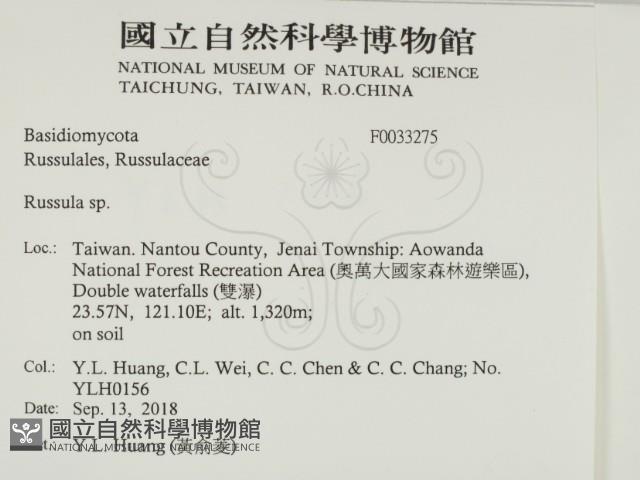 紅菇屬藏品圖，第2張